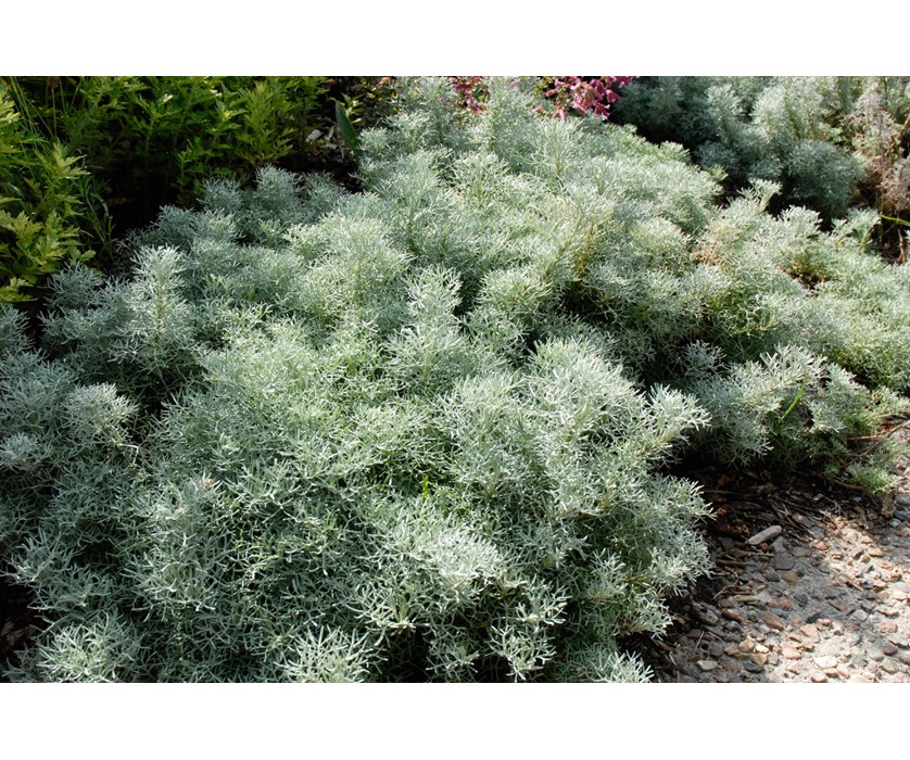 Sea Foam Sage